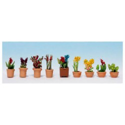 Plantes d'ornement en petits pots de fleurs