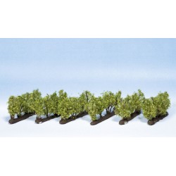 Vignes N,Z21545