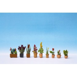 Plantes d'ornement