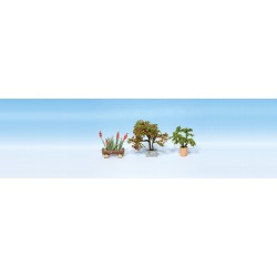 Plantes d'ornement