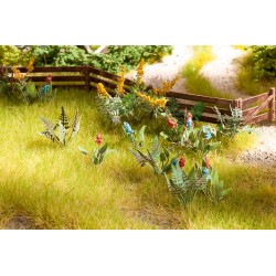 Plantes des champs et des prés